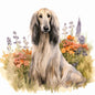 Afghan Hound Pictures