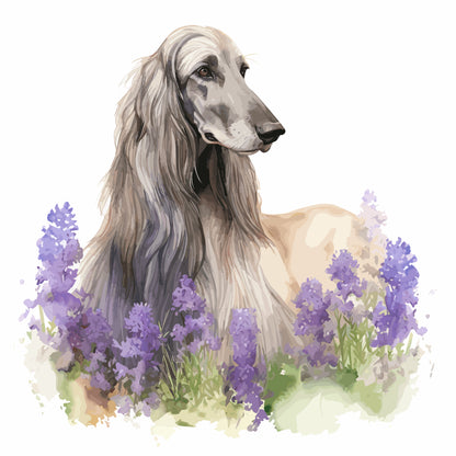 Afghan Hound Pictures