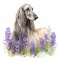 Afghan Hound Pictures
