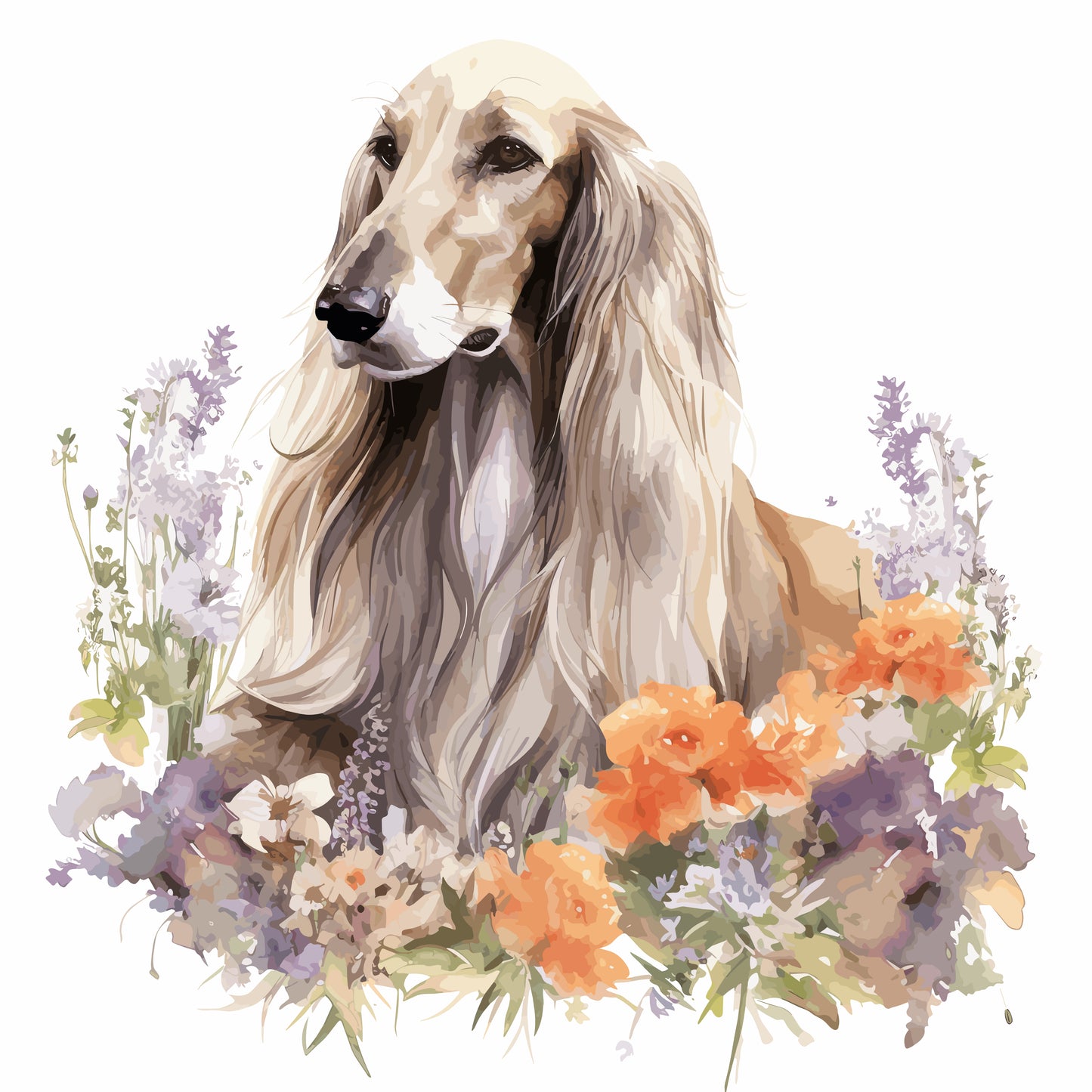 Afghan Hound Pictures