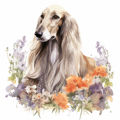 Afghan Hound Pictures