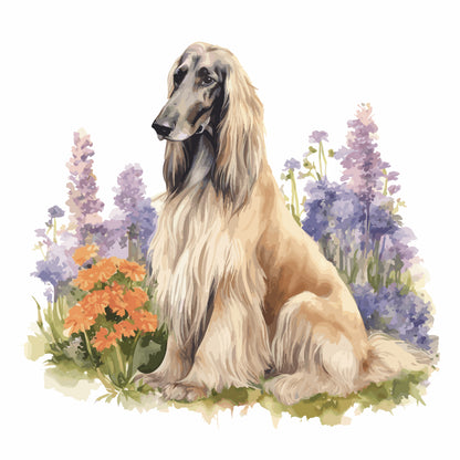 Afghan Hound Pictures