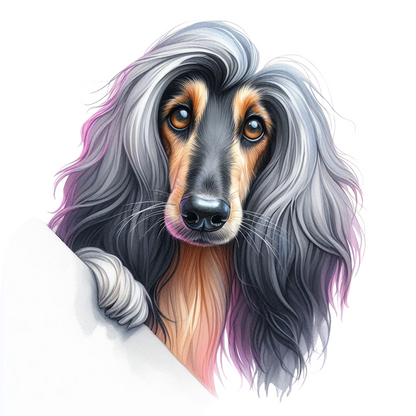 Afghan Hound Pictures