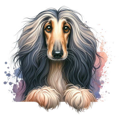 Afghan Hound Pictures