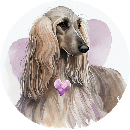 Afghan Hound Pictures