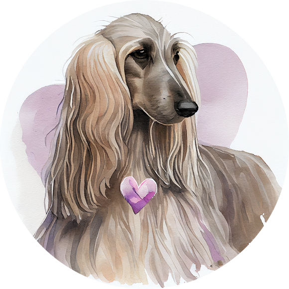 Afghan Hound 13