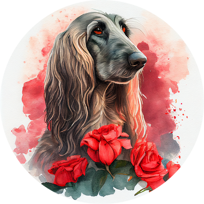 Afghan Hound Pictures