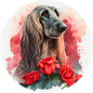 Afghan Hound 14
