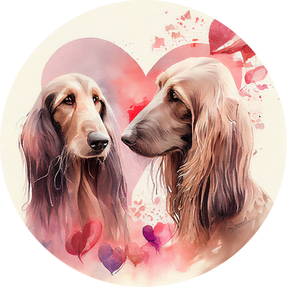 Afghan Hound Pictures