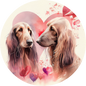 Afghan Hound 15