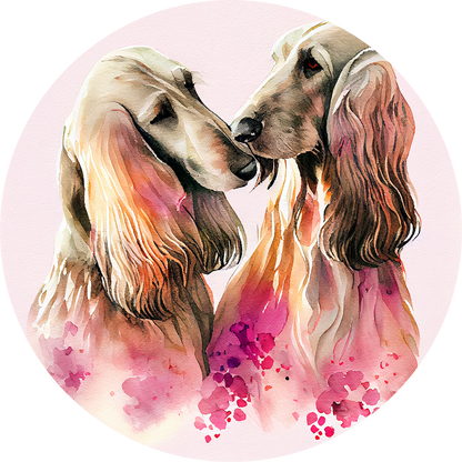 Afghan Hound Pictures