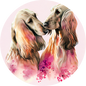 Afghan Hound 16