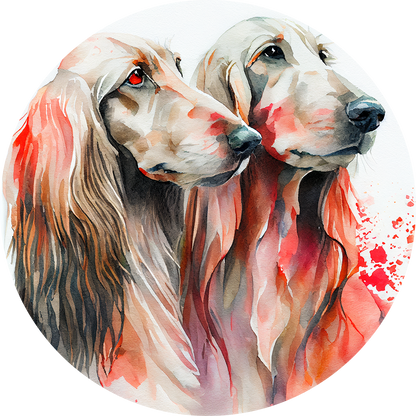 Afghan Hound Pictures