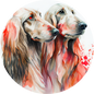 Afghan Hound 17
