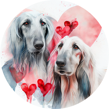 Afghan Hound Pictures