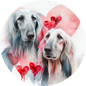 Afghan Hound 18