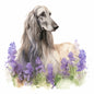 Afghan Hound 3