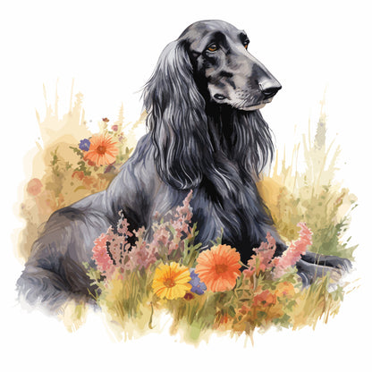 Afghan Hound Pictures
