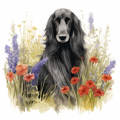 Afghan Hound Pictures