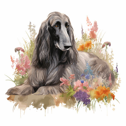 Afghan Hound Pictures