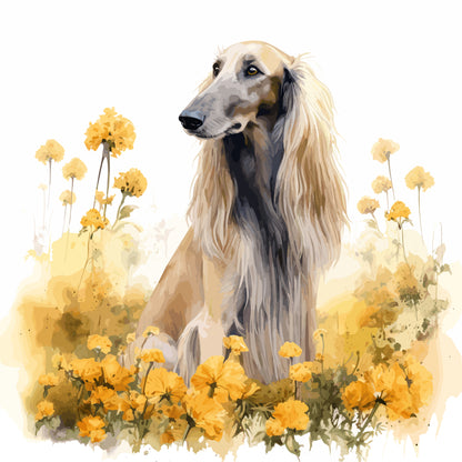 Afghan Hound Pictures
