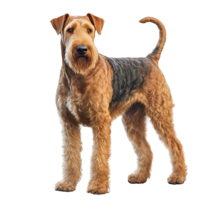 Airedale Terrier Pictures