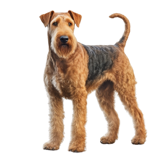 Airedale 3