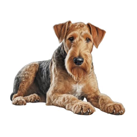 Airedale 4