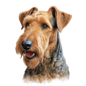 Airedale 5