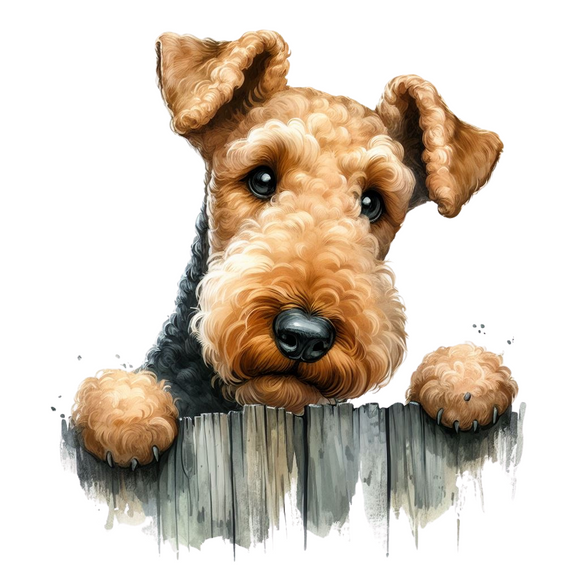 Airedale 8