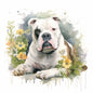 American Bulldog 2
