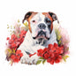 American Bulldog 7