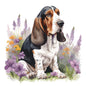 Bassett Hound Pictures