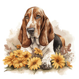 Bassett Hound 12