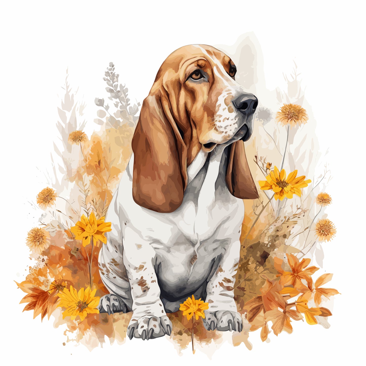 Bassett Hound Pictures