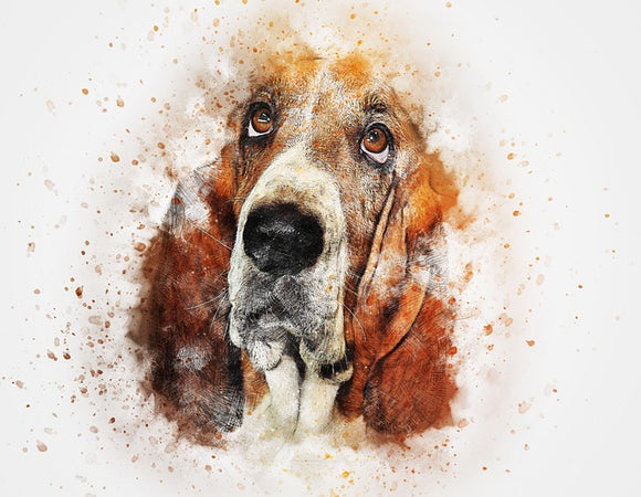 Bassett Hound 14