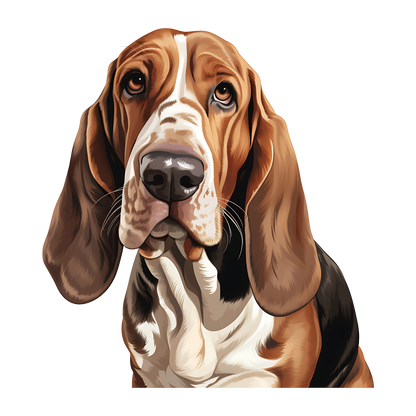 Bassett Hound Pictures