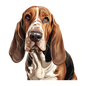 Bassett Hound Pictures