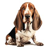 Bassett Hound 22