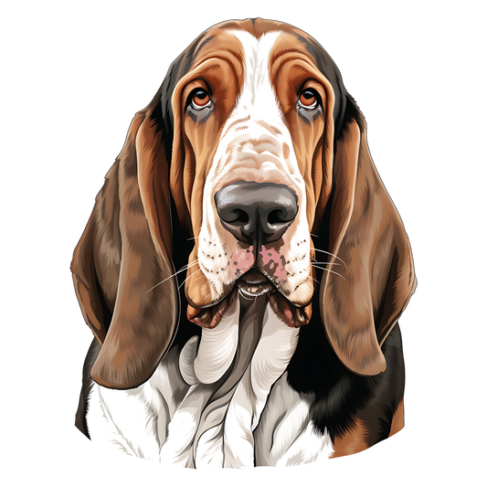 Bassett Hound 23