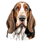 Bassett Hound 23