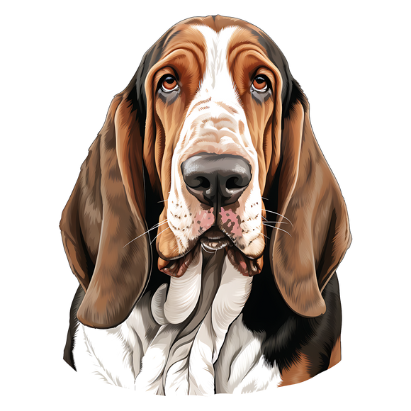 Bassett Hound 23