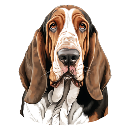 Bassett Hound Pictures