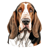 Bassett Hound 23