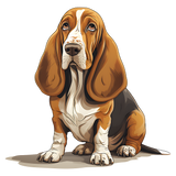 Bassett Hound 24