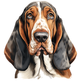 Bassett Hound 26