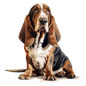 Bassett Hound Pictures