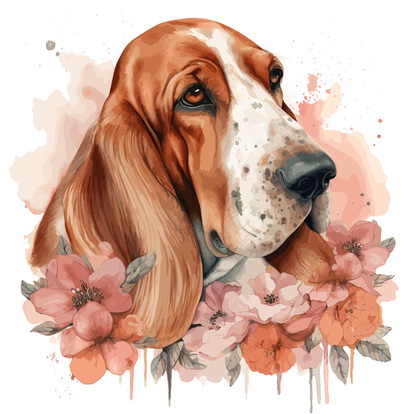 Bassett Hound 2