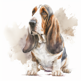 Bassett Hound 3