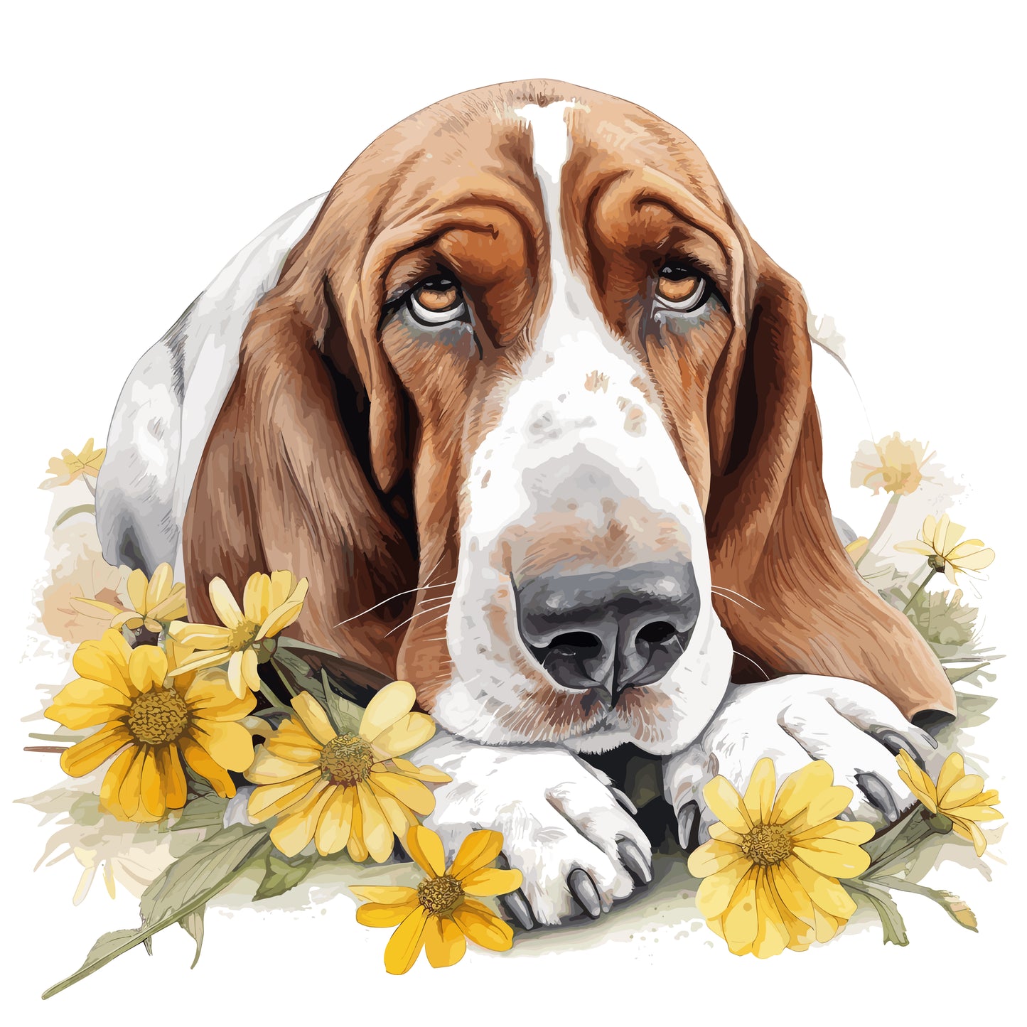 Bassett Hound Pictures